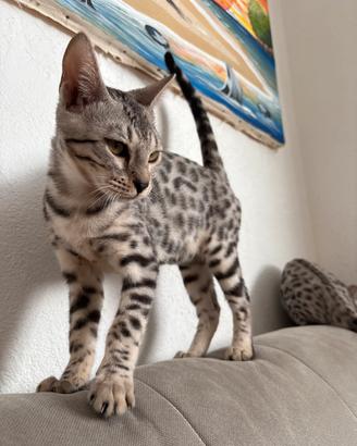 Due gatte razza bengala femmine silver