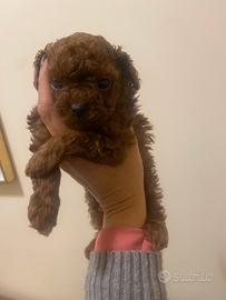 Vera Barboncina mini toy red Brown