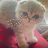 Scottish fold e straight