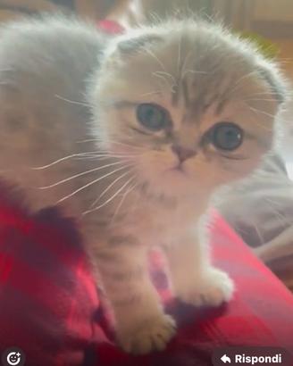 Scottish fold e straight