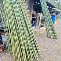 Canne di bambu per orto