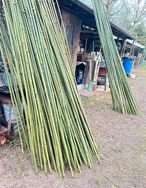 Canne di bambu per orto