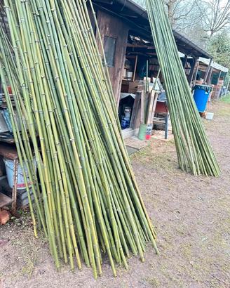Canne di bambu per orto