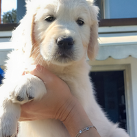 Golden Retriever cucciola