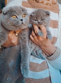Gattini scottish