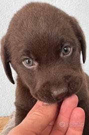 Cuccioli di labrador cioccolato