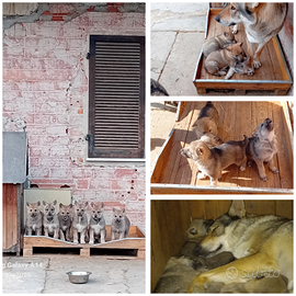 Cuccioli di cane lupo cecoslovacco