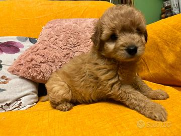 Cuccioli di maltipoo