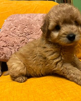 Cuccioli di maltipoo