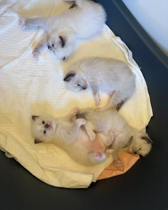 Cuccioli di Ragdoll
