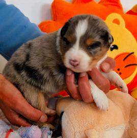 Cucciola Australian shepherd/ pastore australiano