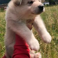 Alaskan malamute con pedigree