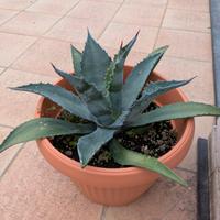 Agave americana verde 