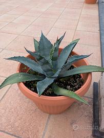 Agave americana verde 
