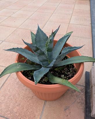 Agave americana verde 