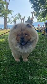 Chow Chow