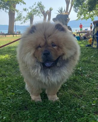 Chow Chow