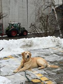 Golden Retriever Americano