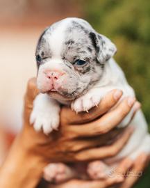 Bulldog francese