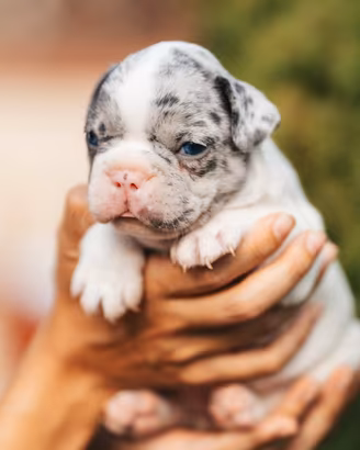 Bulldog francese