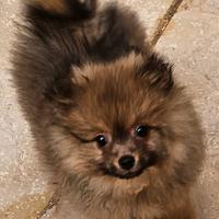 Spitz della Pomerania linea Americana, deliziosi