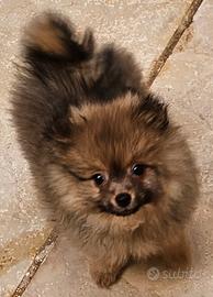 Spitz della Pomerania linea Americana, deliziosi