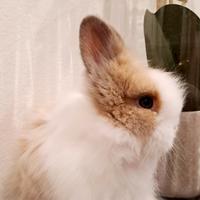 Cuccioli di coniglietti nani da appartamento