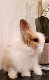 Cuccioli di coniglietti nani da appartamento