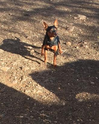 Pinscher nani puri