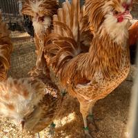 Padovana camoscio orlo bianco