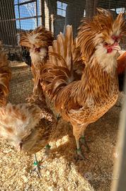 Padovana camoscio orlo bianco