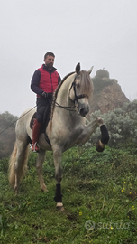 Cavallo Spagnolo Bianco PRE 5 ANNI 1.82 GUASON VS