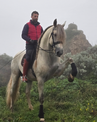 Cavallo Spagnolo Bianco PRE 5 ANNI 1.82 GUASON VS