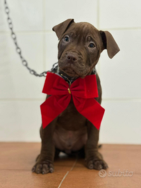 American Pitbull terrier