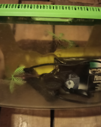 Acquario con pompa filtro per Pesci-tartarughe