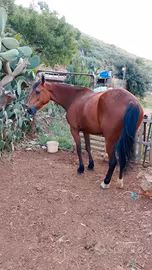 cavalla