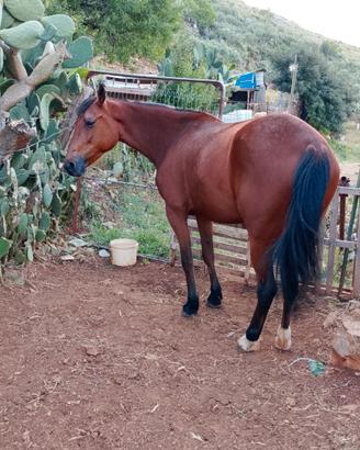 cavalla
