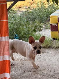 Bulldog francese