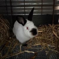 Conigli californiani