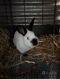 Conigli californiani