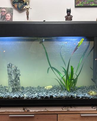Acquario 100L