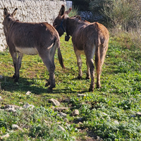 Coppia di Asinelli