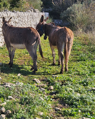 Coppia di Asinelli