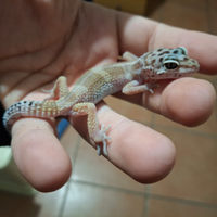 Geco leopardino baby femmina