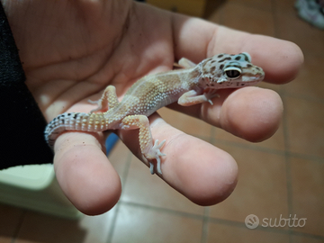 Geco leopardino baby femmina