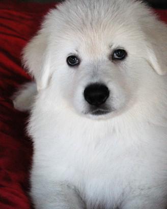 Pastore Svizzero Bianco cuccioli