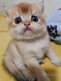 Meravigliosi cuccioli british shorthair golden