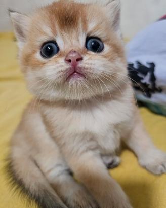 Meravigliosi cuccioli british shorthair golden