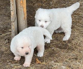 Cuccioli maschi maremmano abruzzese