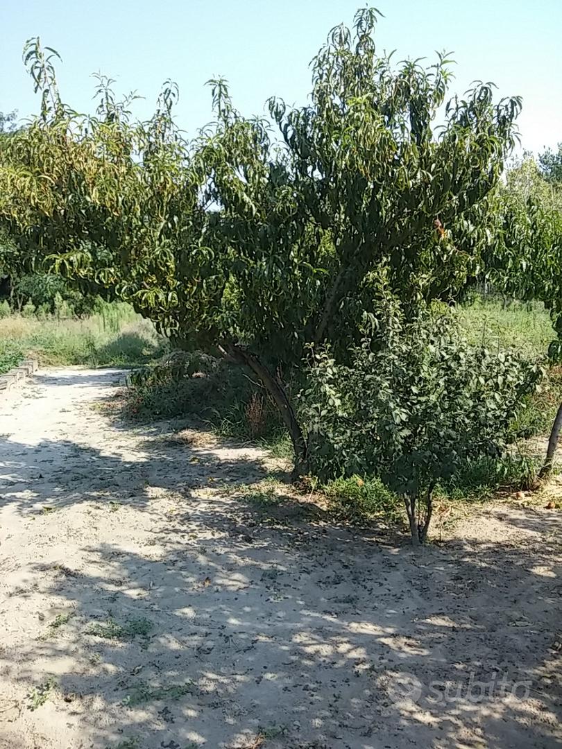 Terreno agr.incol.(orto)con potenz.edificabile - Vista 3